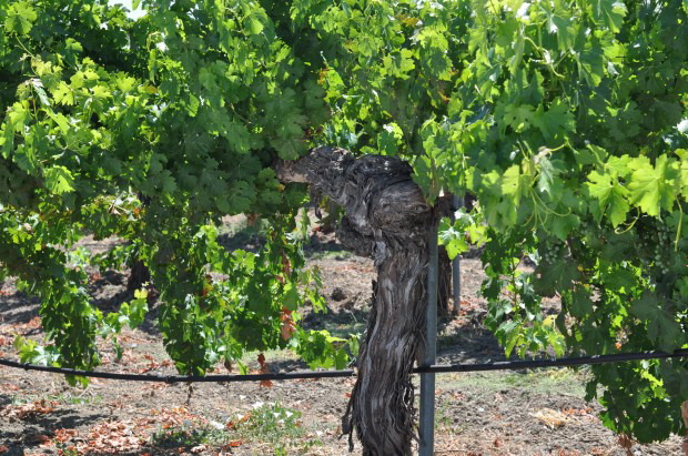 St. Helena