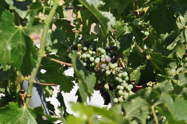 St. Helena
