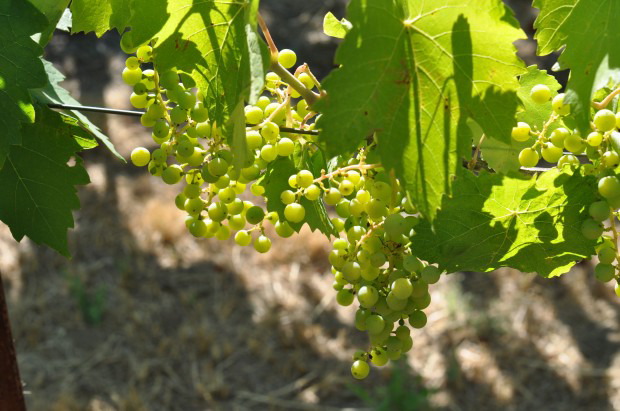 Napa