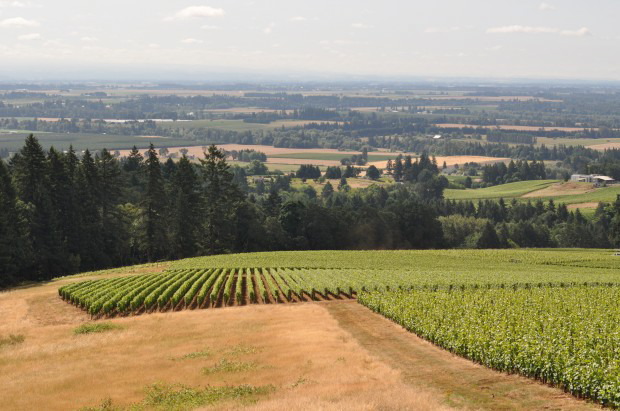 Dundee Hills