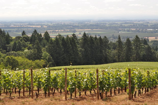 Dundee Hills