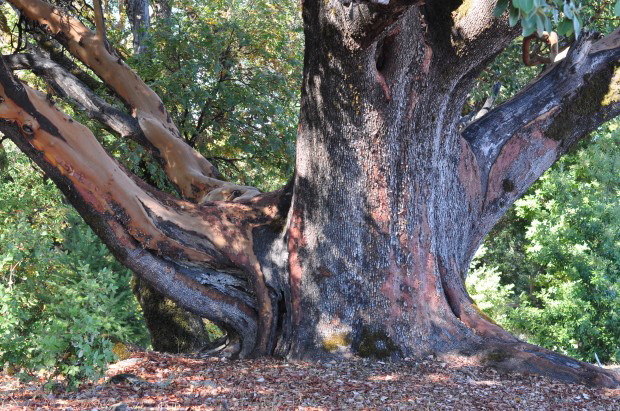 The Oldest Madrone in Sonoma County, A Heritage Tree