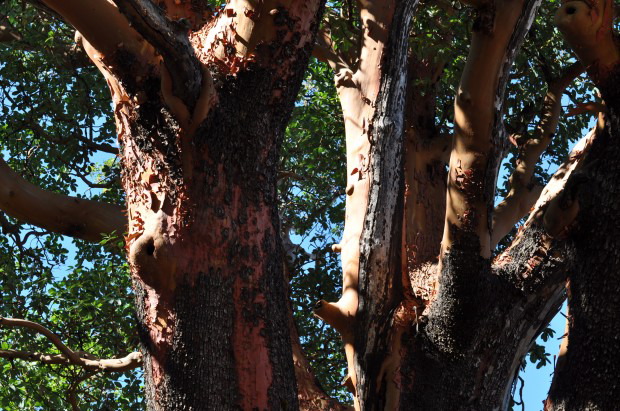 A Heritage Tree, The Oldest Madrone in Sonoma County