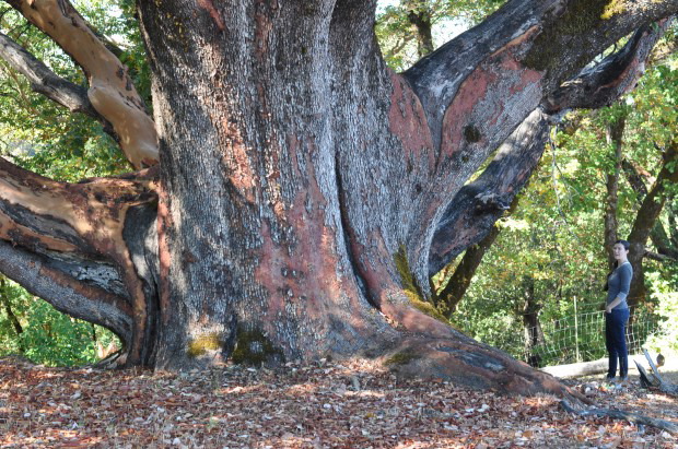 The largest Madrone in Sonoma County, likely in California