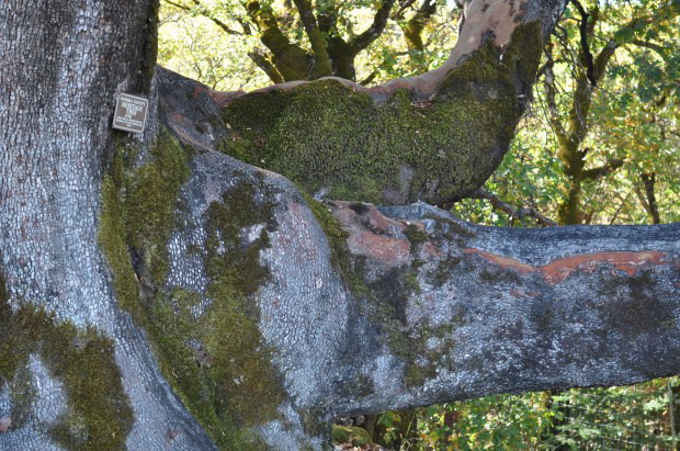 An arm of the heritage Madrone