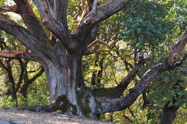 The Heritage Tree opening over the turn of the hill
