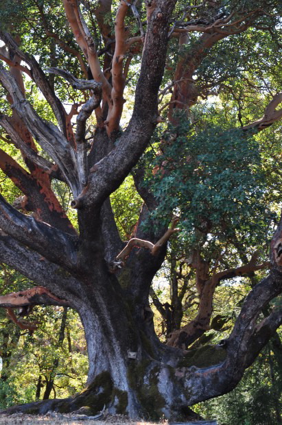 Looking into the canopy of the heritage tree