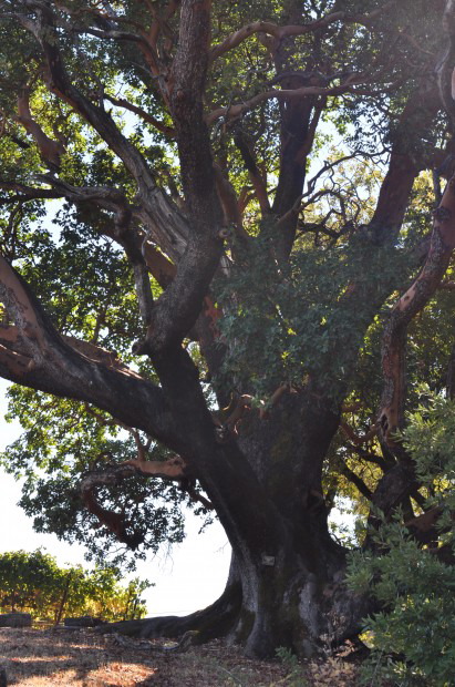 The Heritage Madrone