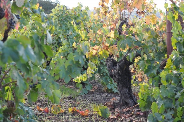 Head Trained Zinfandel planted in 1932