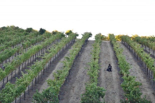 Pasterick Vineyards