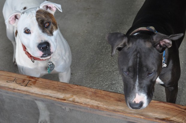 Nalle Puppies