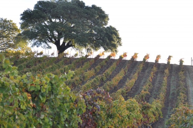 Dry Creek Valley Vineyards