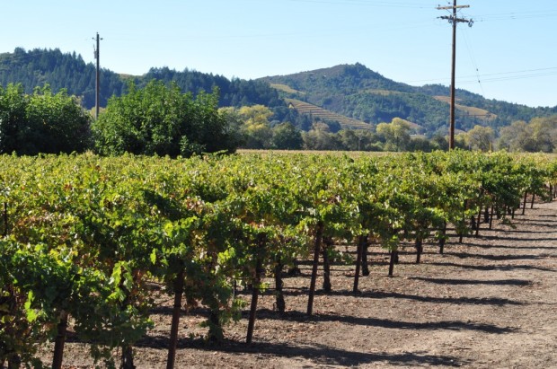Looking up the Valley from Dry Creek Valley Road