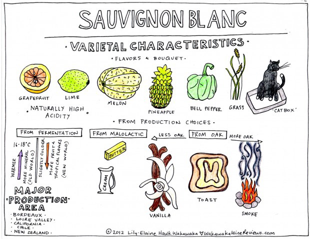 Sauvignon Blanc Characteristics