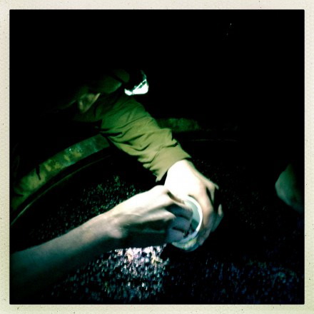 Testing wines by headlamp in Red Hook Winery