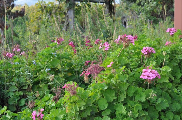 Outside Nalle Winery