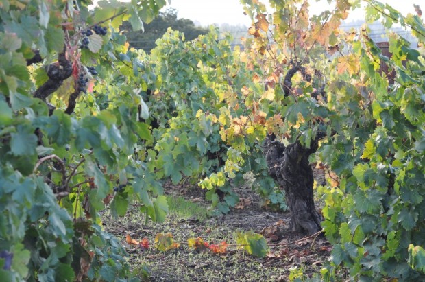 Henderlong Old Vine Zinfandel, Nalle Winery