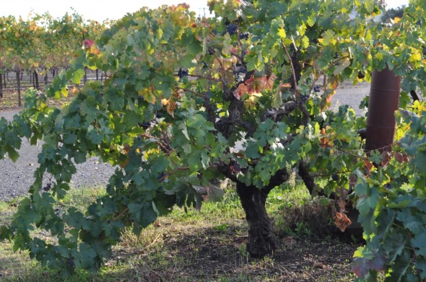 Old Vine Carignan, Henderlong Vineyard, Nalle Winery