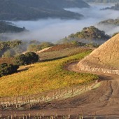 Visiting the Dry Creek Valley, Rockpile AVAs Overlap: The Mauritson Family Vineyards