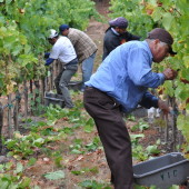 I spent the year following Ribolla from Friuli through California