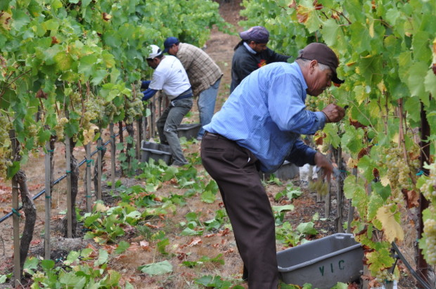 I spent the year following Ribolla from Friuli through California