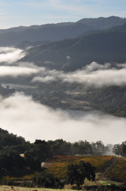 Mauritson Vineyard