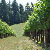 I lived for a month below the oldest vines in Willamette Valley