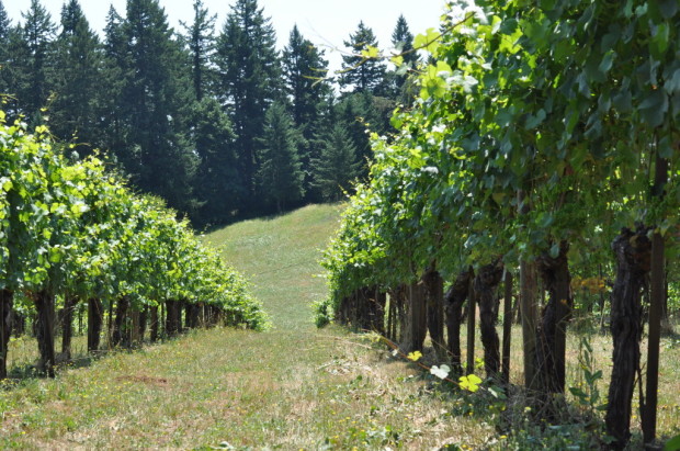 I lived for a month below the oldest vines in Willamette Valley