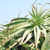 Coastal Succulents