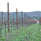 Melville Pinot Noir Vines