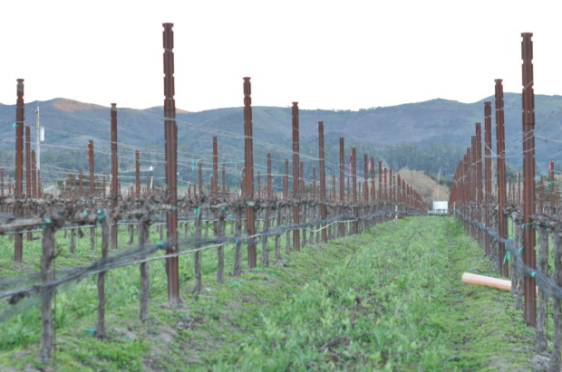 Melville Pinot Noir Vines