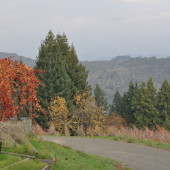 Looking North in Napa Valley