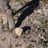 Limestone Soils, Harrison Clark Vineyard