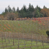 The Mondeuse portion of Lagier Meredith Vineyard