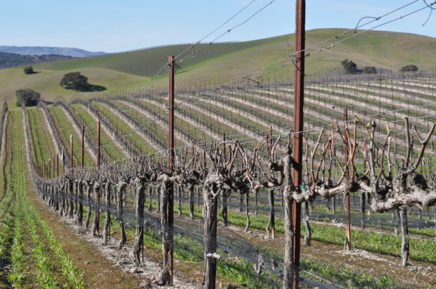 Harrison Clark Vineyard