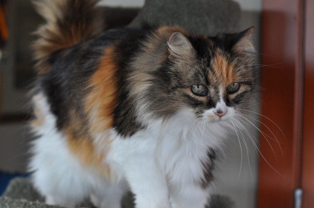 The friendly kitty
