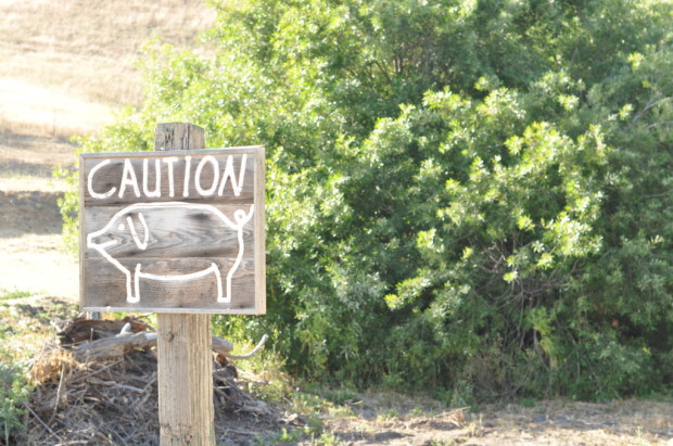 Venturing into the hills of Los Alamos