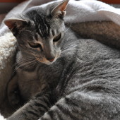 The shy kitty