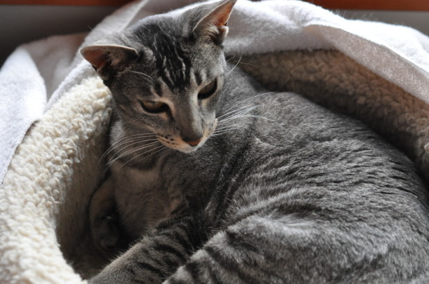 The shy kitty