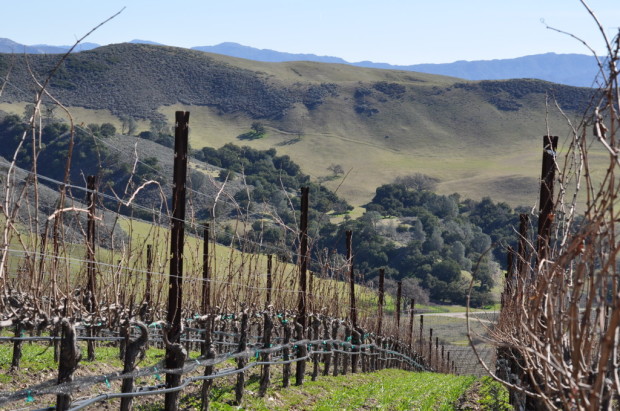 1500 ft elevation Cabernet Vineyard, Happy Canyon
