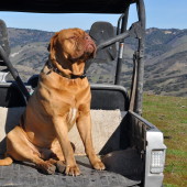 Pence Ranch Guard Dog