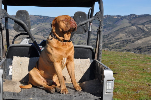 Pence Ranch Guard Dog