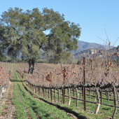 Fess Parker Vineyards