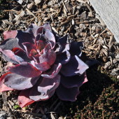 Santa Maria Valley Succulents