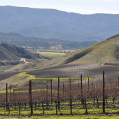 Star Lane Vineyards, looking into Happy Canyon