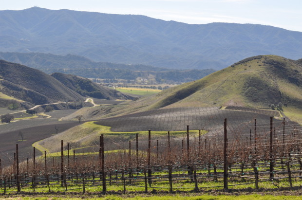 Star Lane Vineyards, looking into Happy Canyon