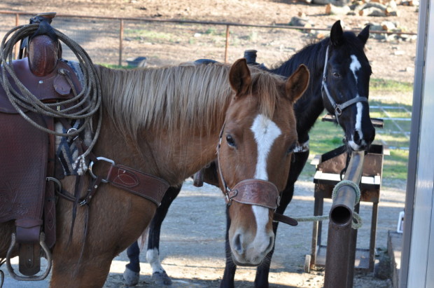Vino Vaqueros Horses