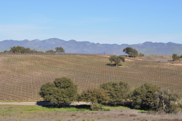 Pensqu'ile Vineyards