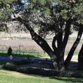 Rusack Vineyard