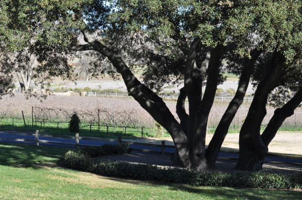 Rusack Vineyard